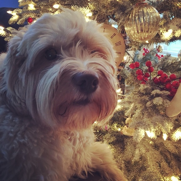 Meet your Posher, Mindy - Picture 4 of 13